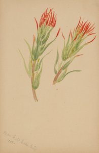 (Sans titre - Étude de plantes)
