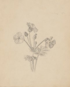 (Sans titre - Étude de plantes) - Mary Vaux Walcott