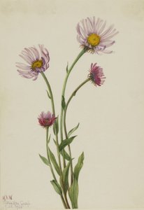 Erigeron salsuginosus d