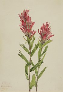 Castillleja miniata, 1920 - Mary Vaux Walcott