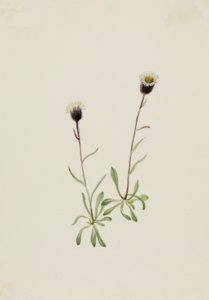 Vergerette des Aléoutiennes Erigeron unalaschensis, n.d. - Mary Vaux Walcott