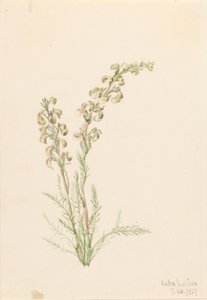 Fougère alpine (Pedicularis contorta) - Mary Vaux Walcott