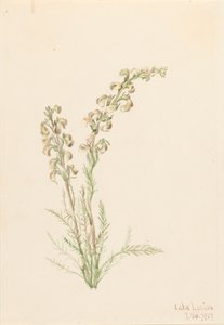 Vie des fougères alpines, 1907 - Mary Vaux Walcott