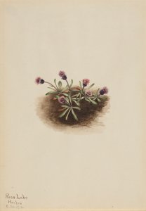 Erigeron unalaschcensis