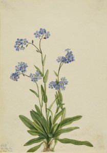 Myosotis des Alpes (Myosotis alpestris) - Mary Vaux Walcott