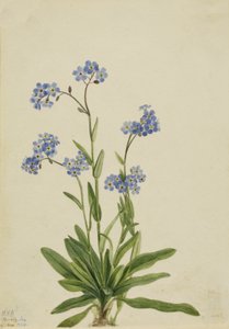 Myosotis des Alpes Myosotis alpestris, 1924 - Mary Vaux Walcott