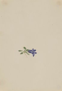 Campanule des Alpes (Campanula lasiocarpa) - Mary Vaux Walcott