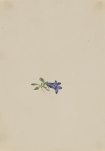 Campanule alpine Campanula lasiocarpa, n.d.