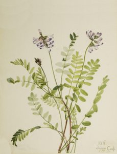 Astragale des Alpes Astragalus alpinus, 1921