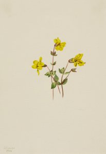Mimulus caespitosus, 1904 - Mary Vaux Walcott