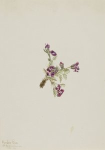 Oxytropis podocarpa (Oxytropis podocarpa) - Mary Vaux Walcott