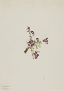 Oxytropis podocarpa, 1916 - Mary Vaux Walcott