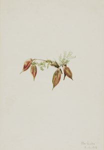 Oxytropis podocarpa alpine, 1918