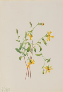 Séneçon alpin Senecio species, 1905 - Mary Vaux Walcott