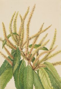 Châtaignier américain Castanea dentata, 1932 - Mary Vaux Walcott