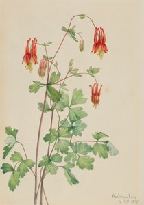 Ancolie du Canada Aquilegia canadensis, 1919 - Mary Vaux Walcott