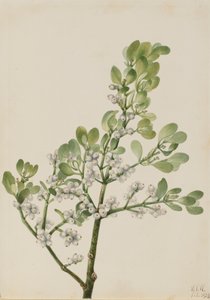 Gui américain