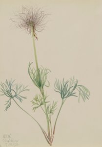 Anémone Pulsatille d