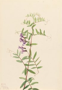 Vesce américaine (Vicia americana)