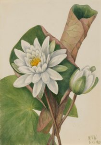 Nénuphar américain (Castalia odorata)