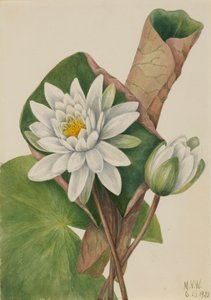 Nénuphar américain Castalia odorata