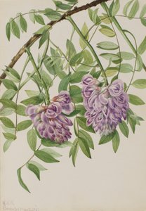 Glycine américaine Kraunhia frutescens, 1925