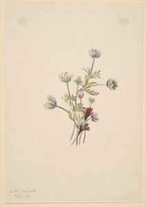 Anémone (Anemone drummondii) - Mary Vaux Walcott