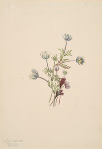 Anémone Anemone drummondii, 1907 - Mary Vaux Walcott