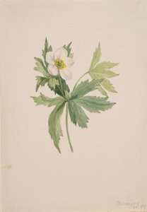 Anémone canadensis, 1907