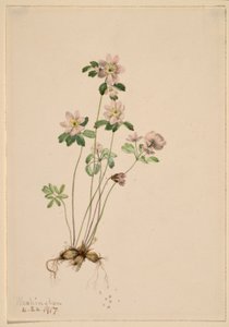 Anemonella (Syndesmon thalictroides) - Mary Vaux Walcott