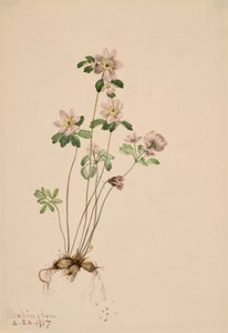 Anemonella Syndesmon thalictroides, 1917 - Mary Vaux Walcott