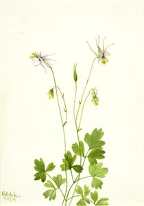 Aquilegia ecalcarata, 1935 - Mary Vaux Walcott