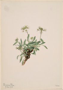 Arabis drummondii - Mary Vaux Walcott