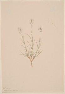 Arenaria formosa - Mary Vaux Walcott