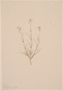 Arenaria formosa, 1904 - Mary Vaux Walcott