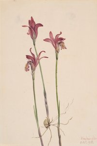 Arethusa bulbosa - Mary Vaux Walcott