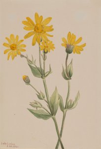 Arnica (Arnica latifolia) - Mary Vaux Walcott