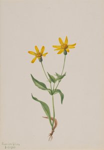 Arnica alpina, 1905 - Mary Vaux Walcott