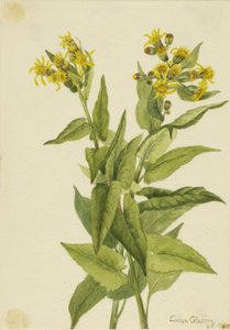 Senecia triangularis (Senecia triangularis)