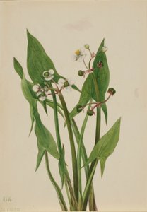 Sagittaire (Sagittaria cuneata) - Mary Vaux Walcott