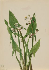 Sagittaire cunéiforme Arum - Mary Vaux Walcott