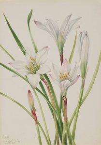 Lys d