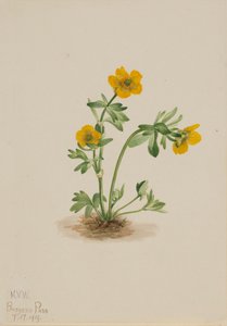 Renoncule des avalanches Ranunculus suksdorfii, 1919 - Mary Vaux Walcott