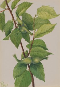 Noisetier à bec Corylus rostrata, 1932 - Mary Vaux Walcott