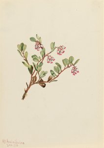 Busserole Arctostaphylos uva-ursi - Mary Vaux Walcott