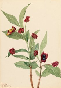 Chèvrefeuille à baies rouges