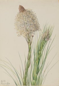 Herbe à ours Xerophyllum tenax - Mary Vaux Walcott