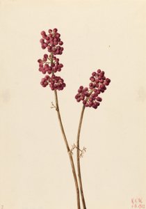 Baie de beauté (Callicarpa americana) - Mary Vaux Walcott