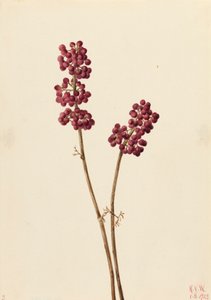 Callicarpe d