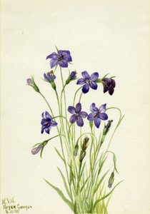Campanule (Campanula) - Mary Vaux Walcott